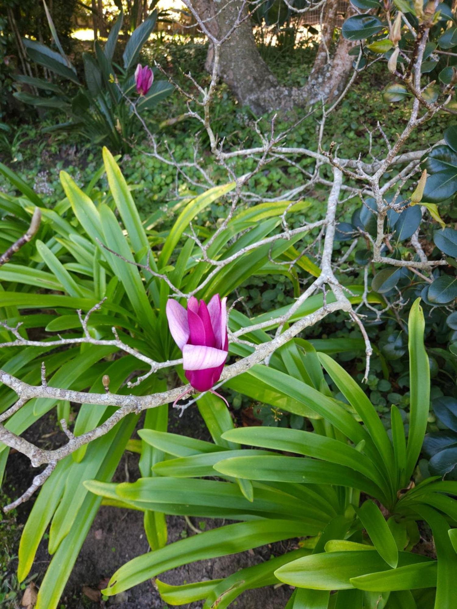 Stannards Guest Lodge 4 Star B&B, Knysna Esterno foto